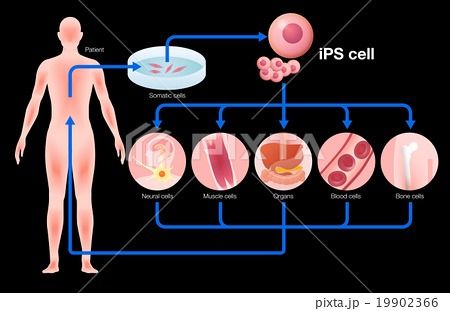 ips細胞と再生医療の未来