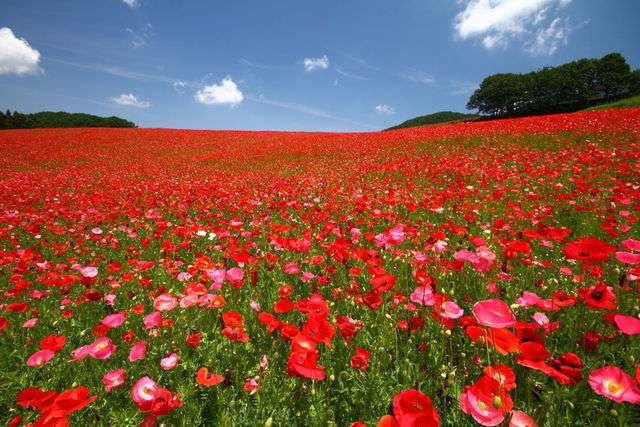 ゴールデンウィーク休診