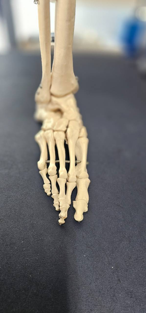 キネシオロジー1日3名限定無料