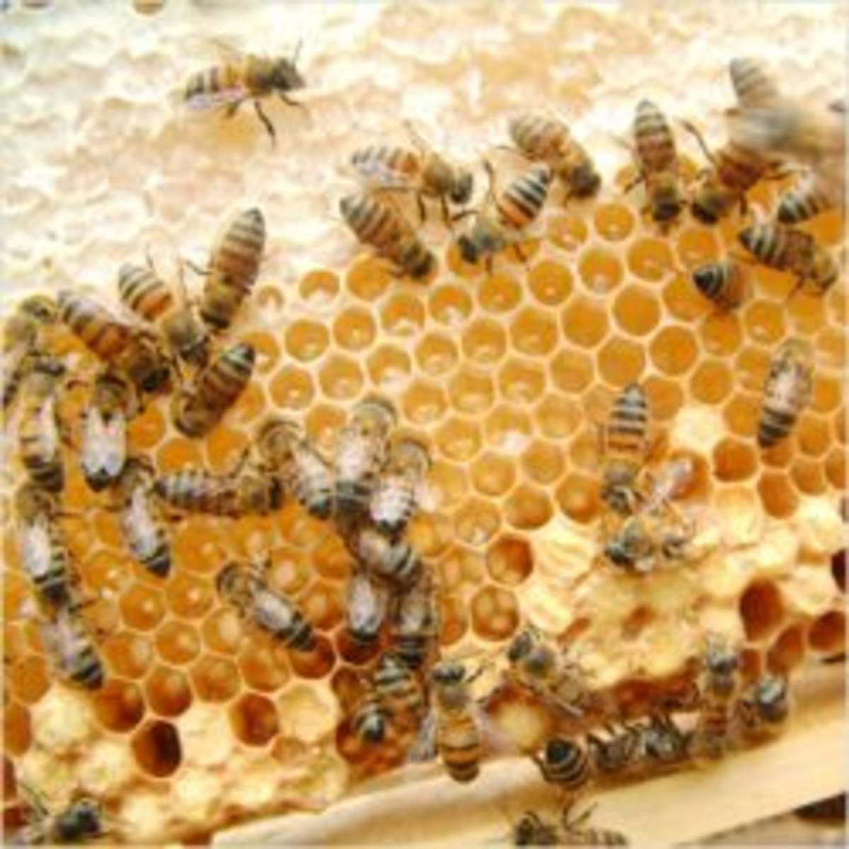 プロポリスで免疫力強化！